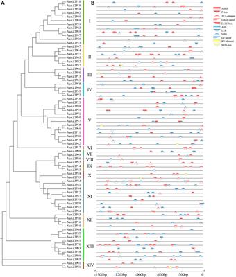 The bZIP Transcription Factor Family in Adzuki Bean (Vigna Angularis): Genome-Wide Identification, Evolution, and Expression Under Abiotic Stress During the Bud Stage